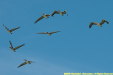 pelican flock